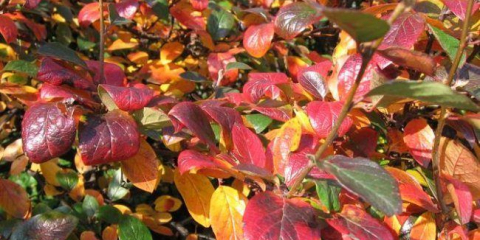 Vaše zahrada bude zářit novými barvami: brilantní skalník a jeho pěstitelské triky